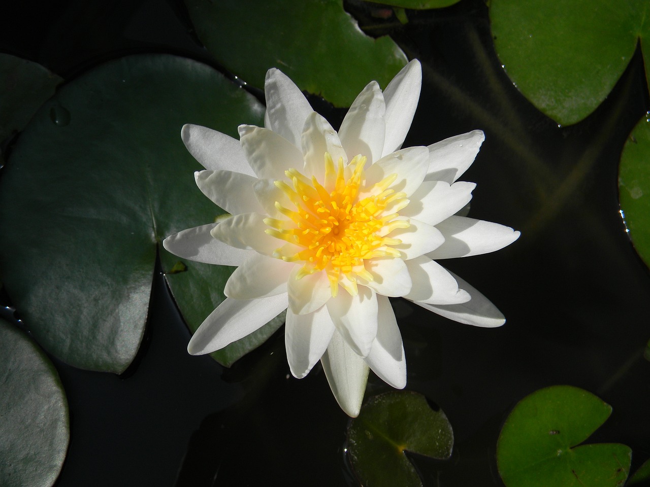 拳愿新動(dòng)態(tài)，探尋武術(shù)世界的未來走向發(fā)展之路