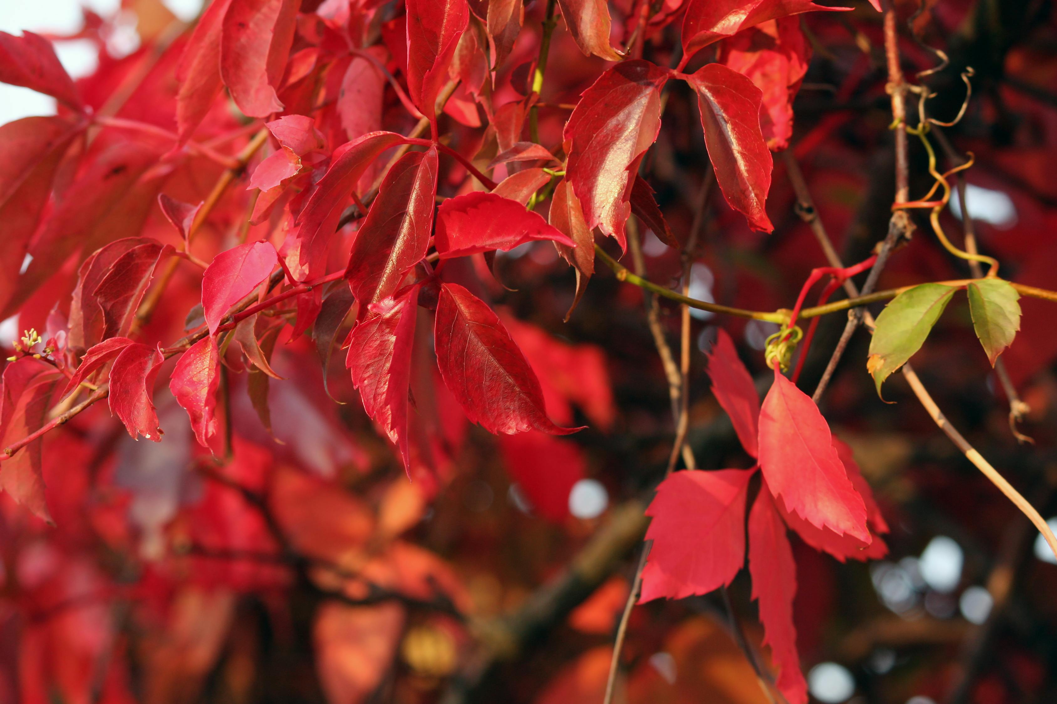 如昔如夢 第18頁