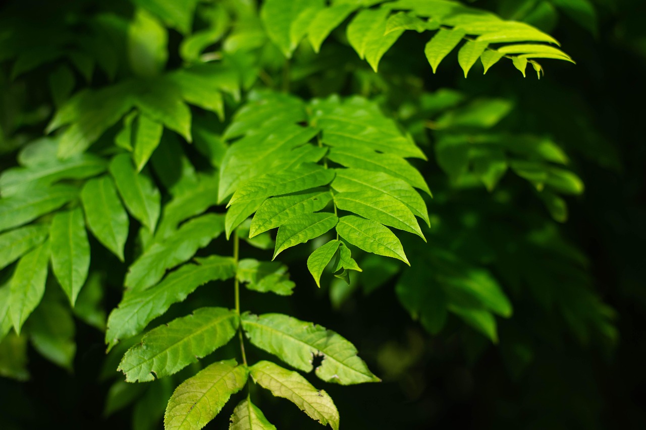 濮陽中央公園最新動態(tài)揭秘，展現(xiàn)城市綠色發(fā)展活力與魅力