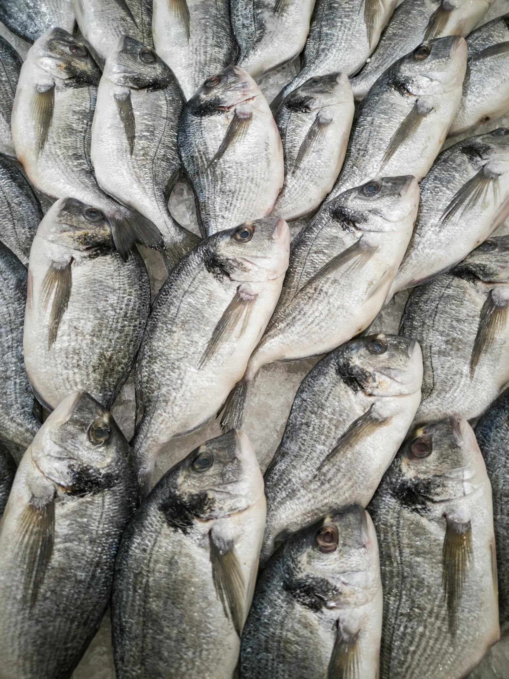 魚絲網(wǎng)價格概覽，市場走勢、影響因素與選購指南