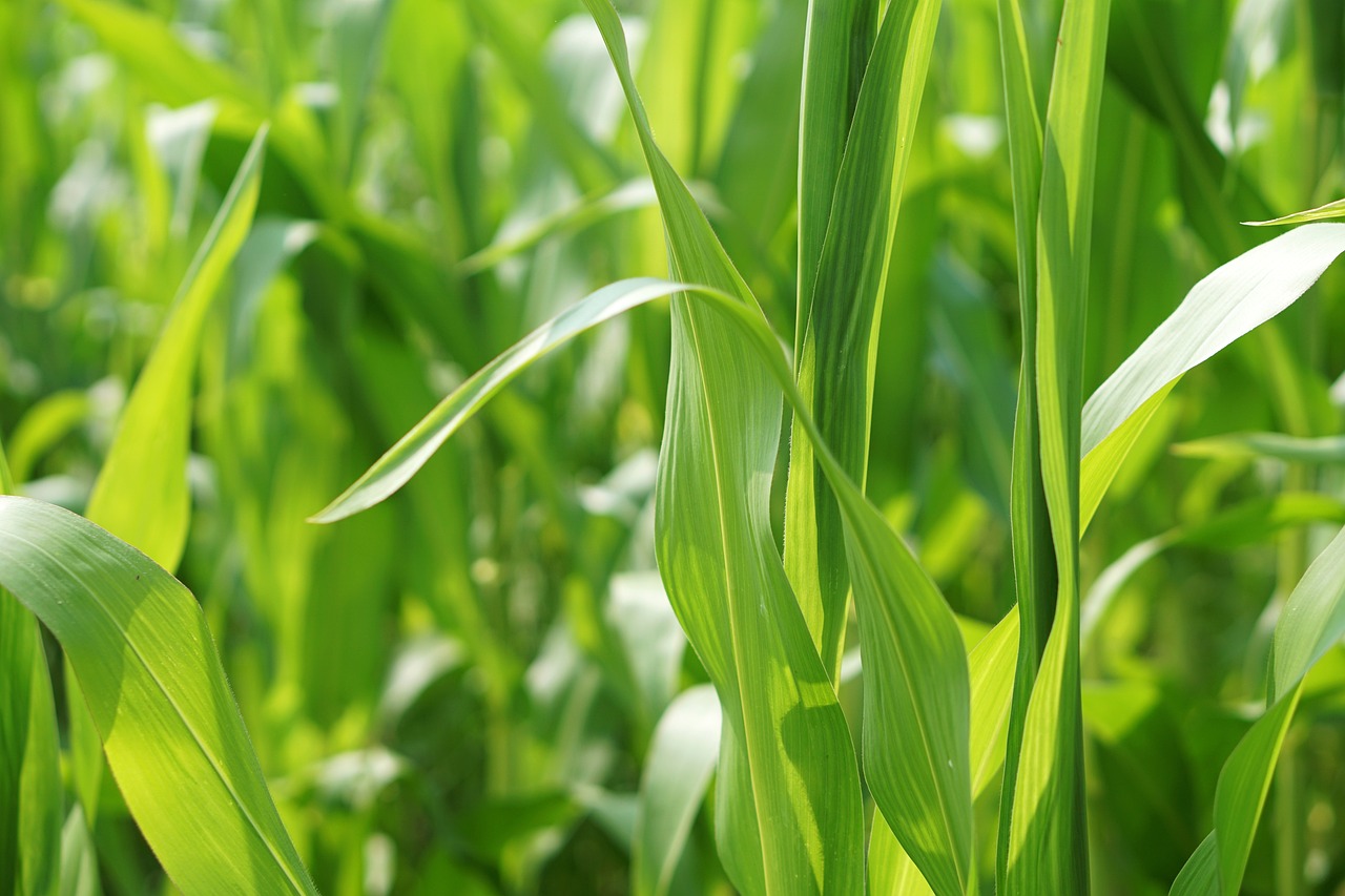 稻草人涼席價(jià)格分析與比較，深度解析稻草人涼席價(jià)格走勢(shì)